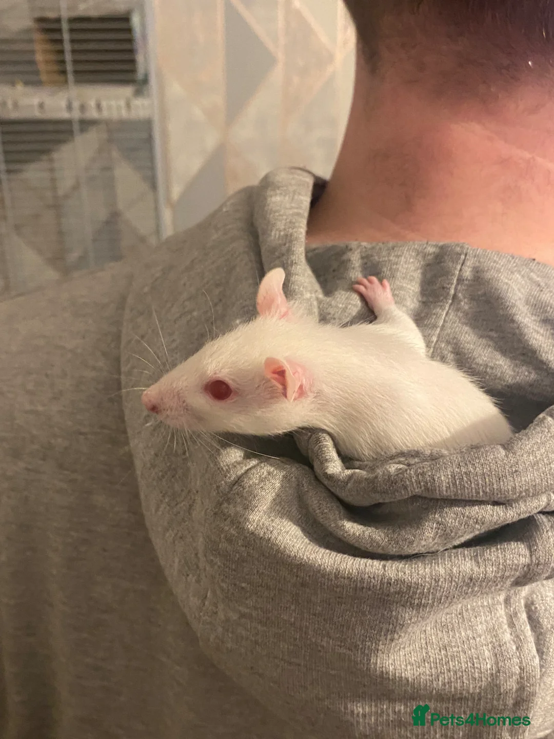 Rat rodents for sale: Rat needing URGENT rehoming  in Chorley - Advert 2