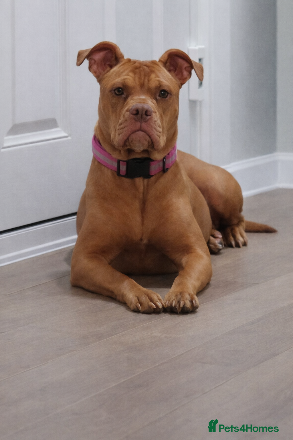 American Bull Staffy dogs 🐾 American Bull staffys – Born  **  Day  **  - Advert 18