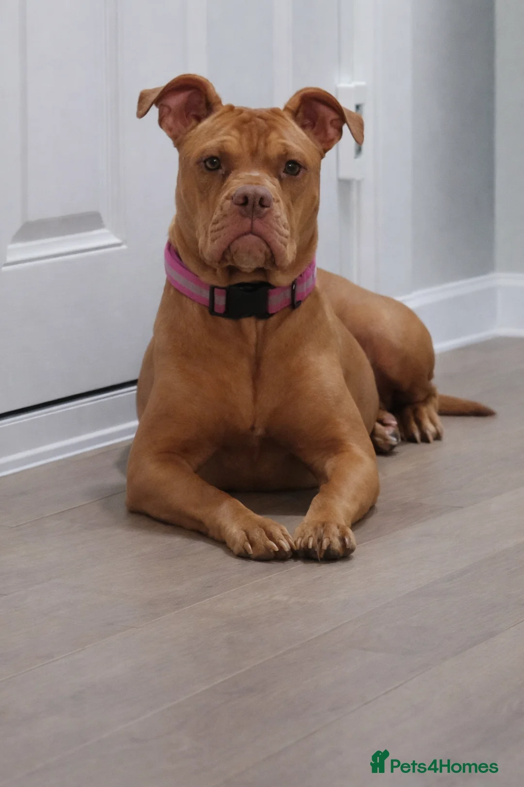 American Bull Staffy dogs for sale: 🐾 American Bull staffys – Born  **  Day  **  - Advert 1