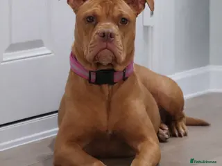 American Bull Staffy dogs 🐾 American Bull staffys – Born ** Day ** - Advert 18