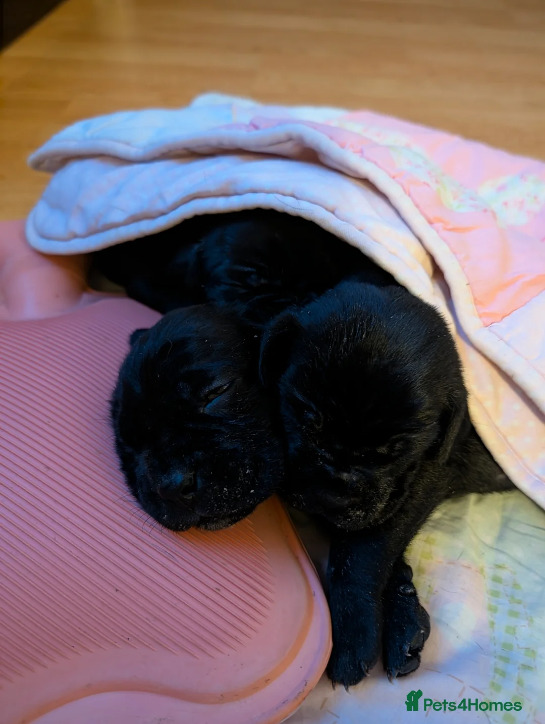 Cane Corso dogs for sale: Cane corso puppies  - Advert 13