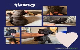 French Bulldog dogs for sale: 2 beautiful litters of French bulldog puppies - Image 8
