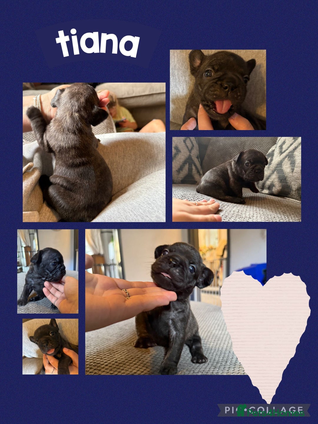 French Bulldog dogs for sale: 2 beautiful litters of French bulldog puppies - Image 8