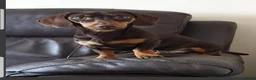 Dachshund dogs for stud: Reggie Roo - Advert 6