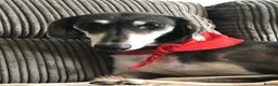 Mixed Breed dogs for sale: Saluki  ** d saluki whippet  - Advert 1