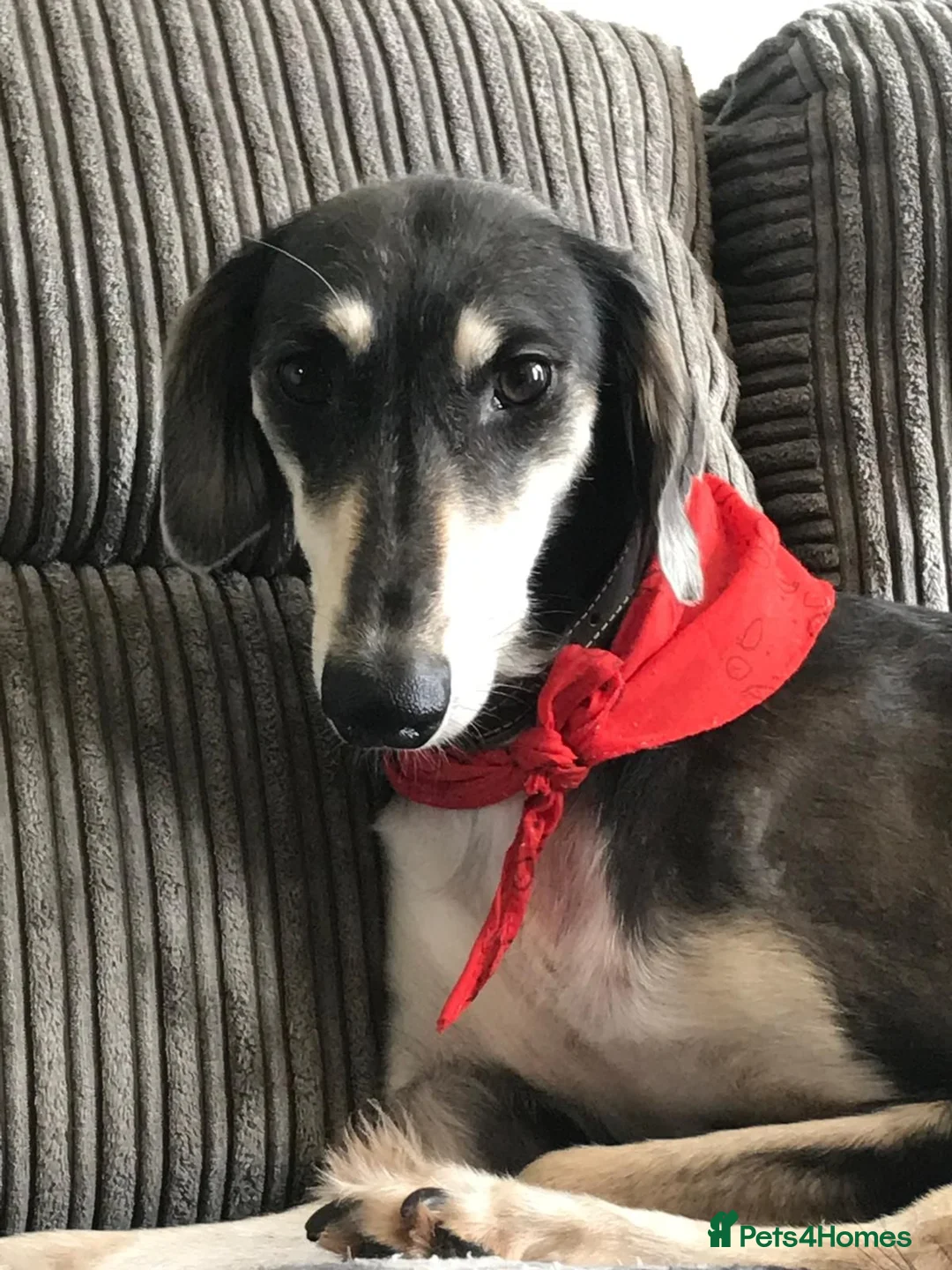 Mixed Breed dogs for sale: Saluki  ** d saluki whippet  - Advert 1