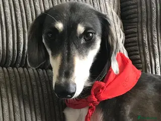 Mixed Breed dogs Saluki ** d saluki whippet - Advert 2