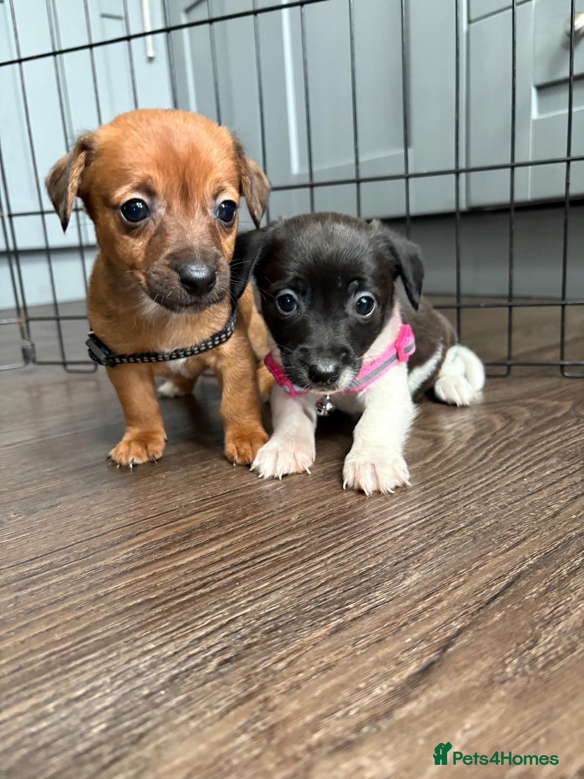 Jack Russell dogs Jack Russel puppies  - Advert 17