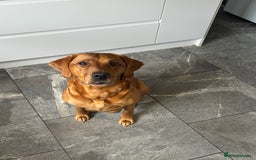 Labrador Retriever dogs for sale: 9 Red Fox Labradors - 3 male 6 female.  - Image 5