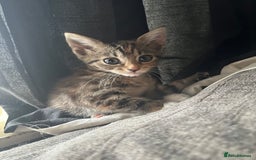 Mixed Breed cats for sale: 3 (unvaccinated) beautiful male kittens for sale.  - Image 3