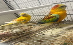 Parrots birds for sale: Pair of red rumps - Image 2