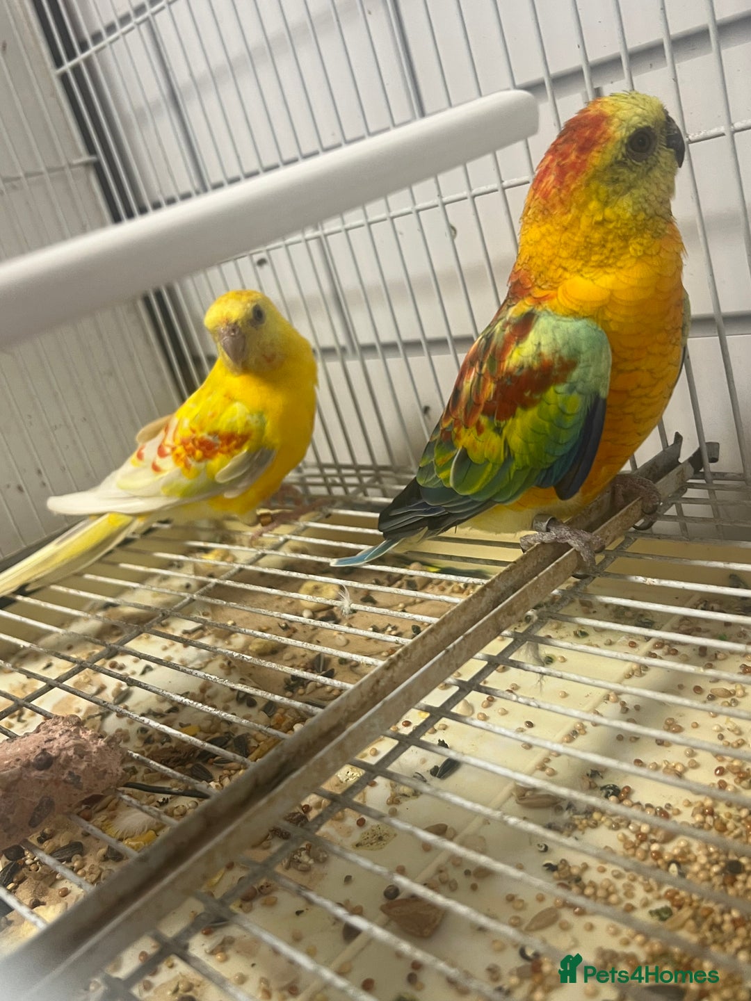 Parrots birds for sale: Pair of red rumps - Image 2