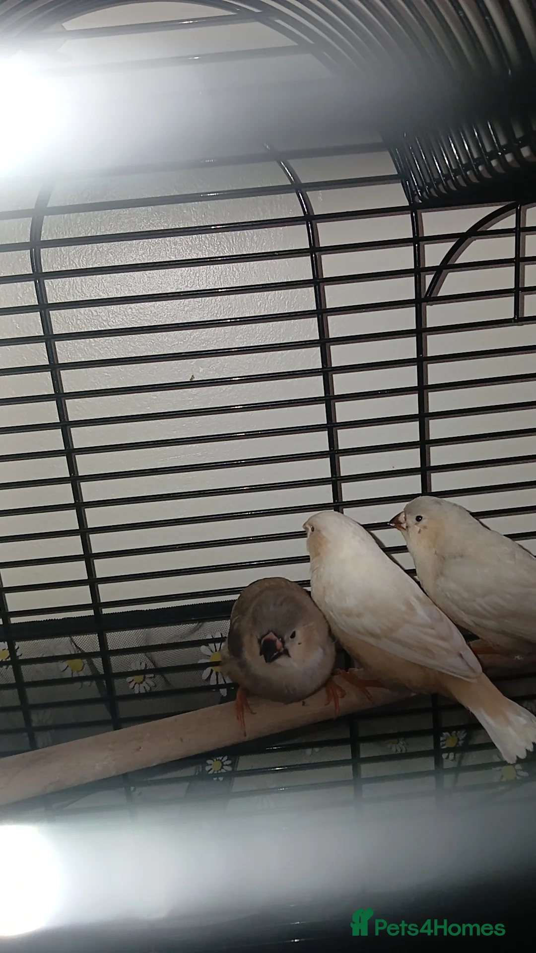 Finches birds for sale: Zebra finch chicks - Advert 3