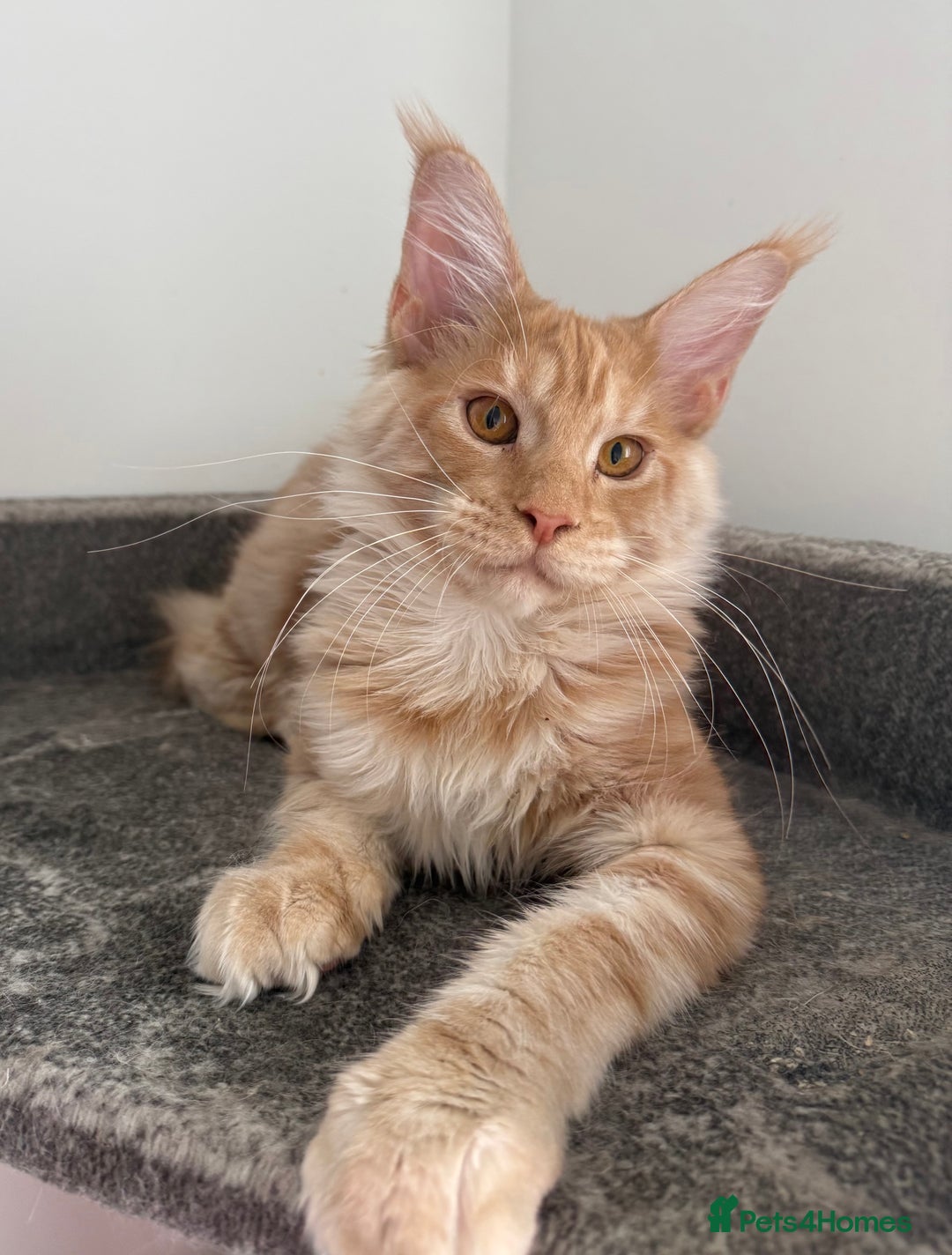 Maine Coon cats for sale: Amazing girl ready to leave.. - Image 4
