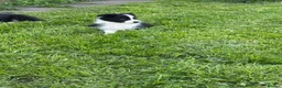 Border Collie dogs for sale: ISDS registered border collie puppies  - Advert 5