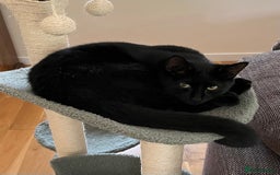 British Shorthair cats for sale: Affectionate and playful cat - Image 4