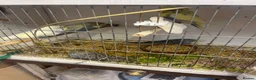 Budgerigars birds for sale: Baby budgies for sale - Advert 4
