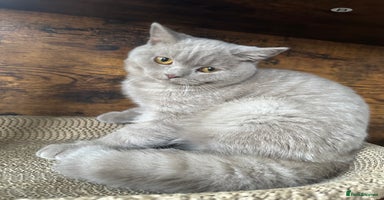 British Shorthair cats in Croydon - Advert 4