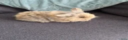 Mini Lop rabbits for sale: 1 x Mini Lion Lop ready to collect 23 September - Advert 5