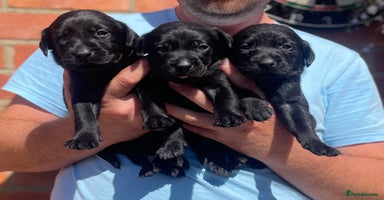 Labrador Retriever dogs - Advert 2