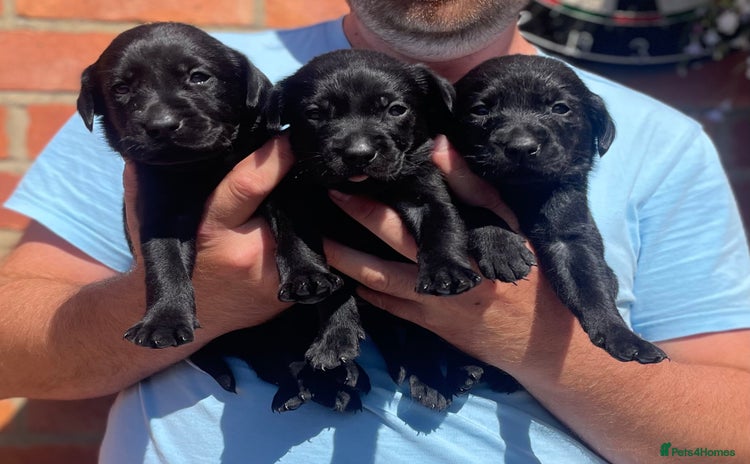 Labrador Retriever dogs - Advert 4