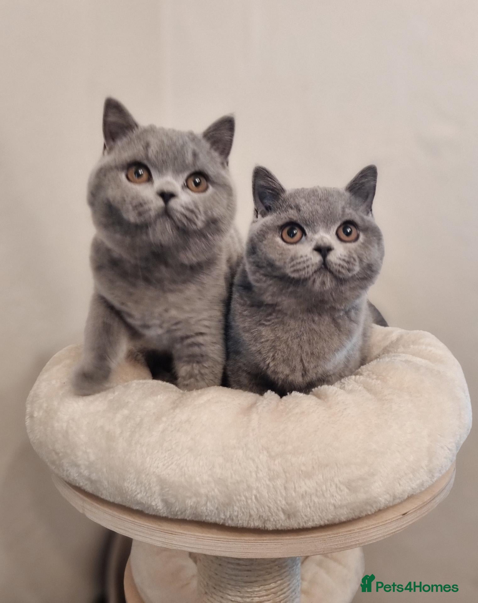 British Shorthair cats Stunning British Shorthair & Longhair Kittens  - Advert 1