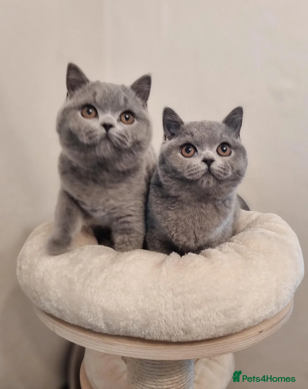 British Shorthair cats for sale: Stunning British Shorthair & Longhair Kittens  - Advert 1
