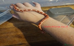 Corn Snake reptiles for sale: Beautiful corn snakes  - Image 30