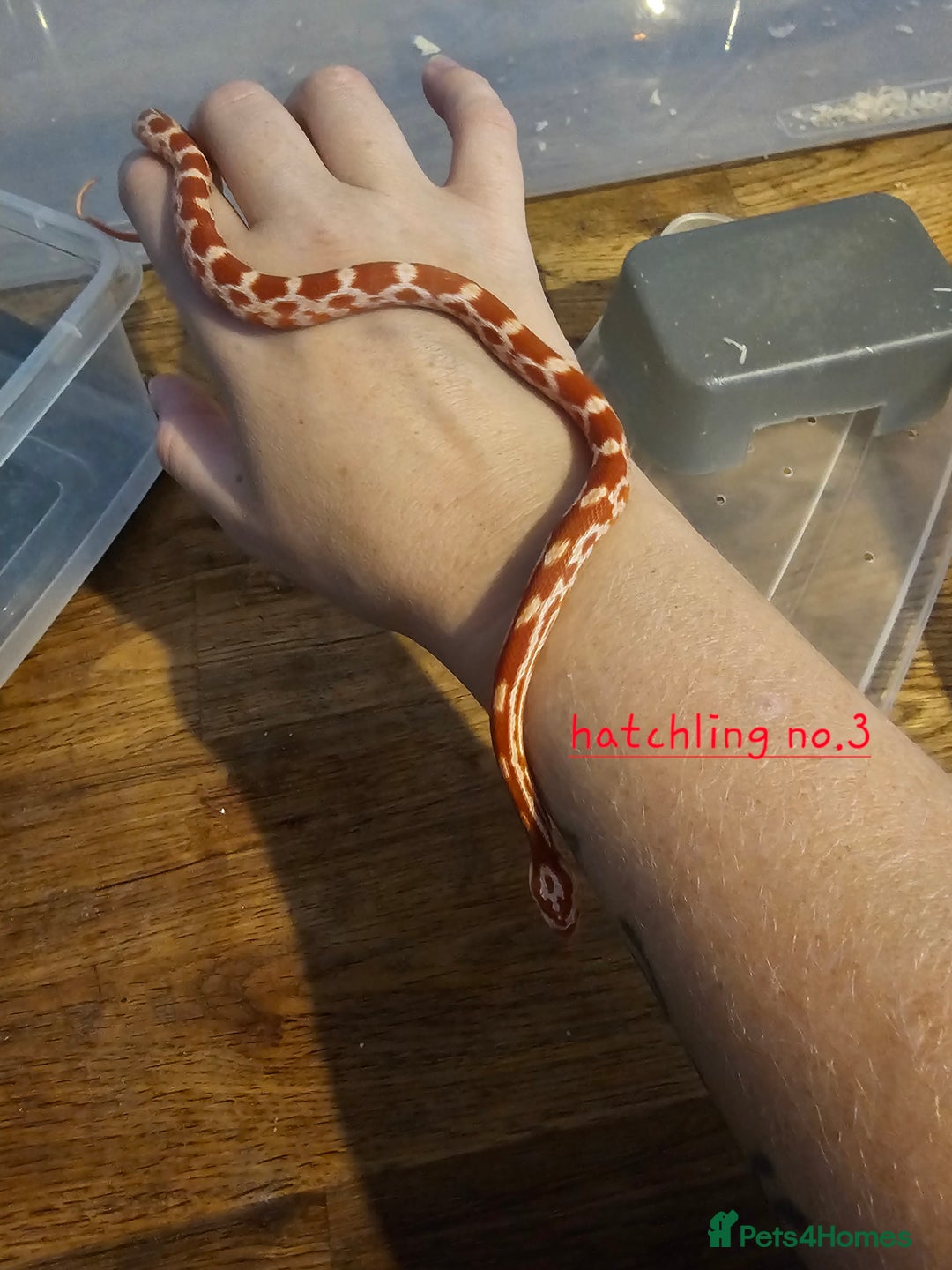 Corn Snake reptiles for sale: Beautiful corn snakes  - Image 30