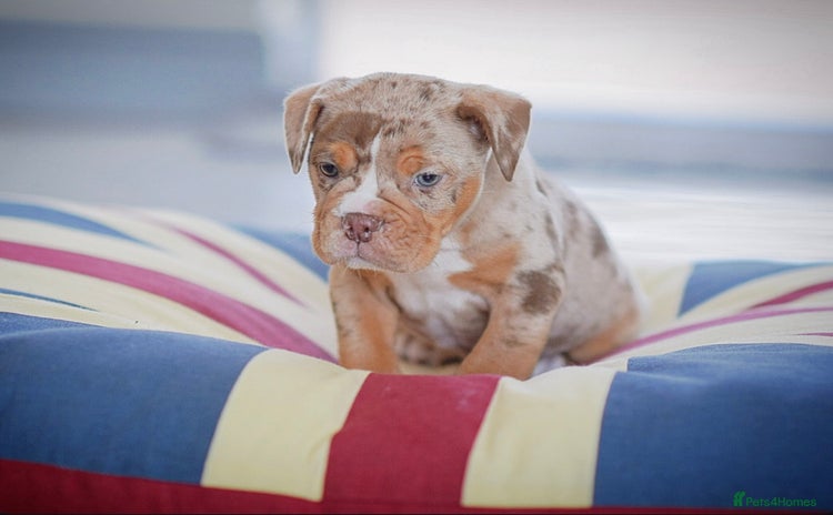 Old Tyme Bulldog dogs COUNCIL APPROVED,5⭐️RATED⭐️23 YEARS EXPERIENCE.  - Advert 4