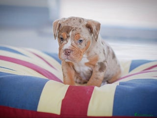 Old Tyme Bulldog dogs COUNCIL APPROVED,5⭐️RATED⭐️23 YEARS EXPERIENCE. - Advert 1