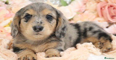 Miniature Dachshund dogs - Advert 1