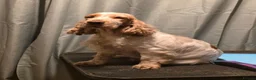 Cocker Spaniel dogs for sale: 8 month old Blue Roan girl - Advert 2
