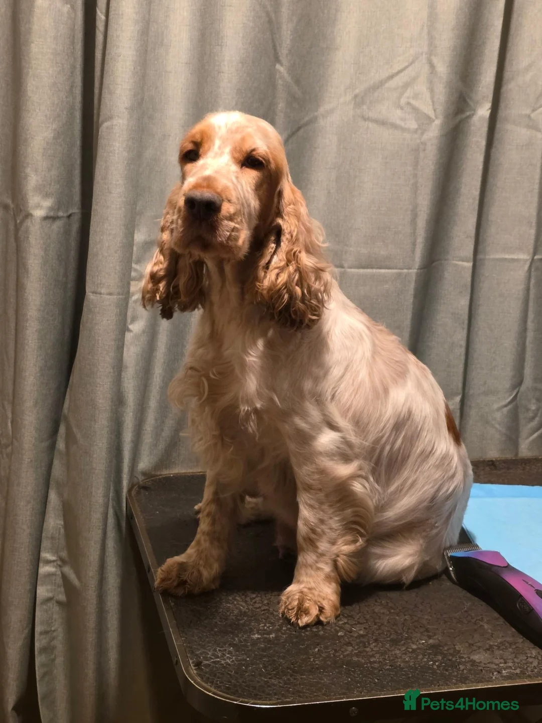 Cocker Spaniel dogs for sale: 8 month old Blue Roan girl - Advert 2