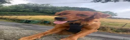 Golden Retriever dogs for stud: Fox red golden retriever to stud out  - Advert 8