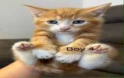 British Shorthair cats for sale: Stunning kittens available  - Image 32