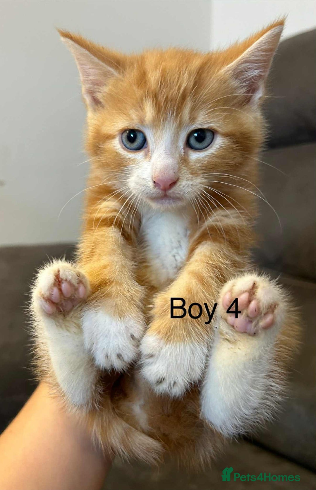 British Shorthair cats for sale: Stunning kittens available  - Image 32