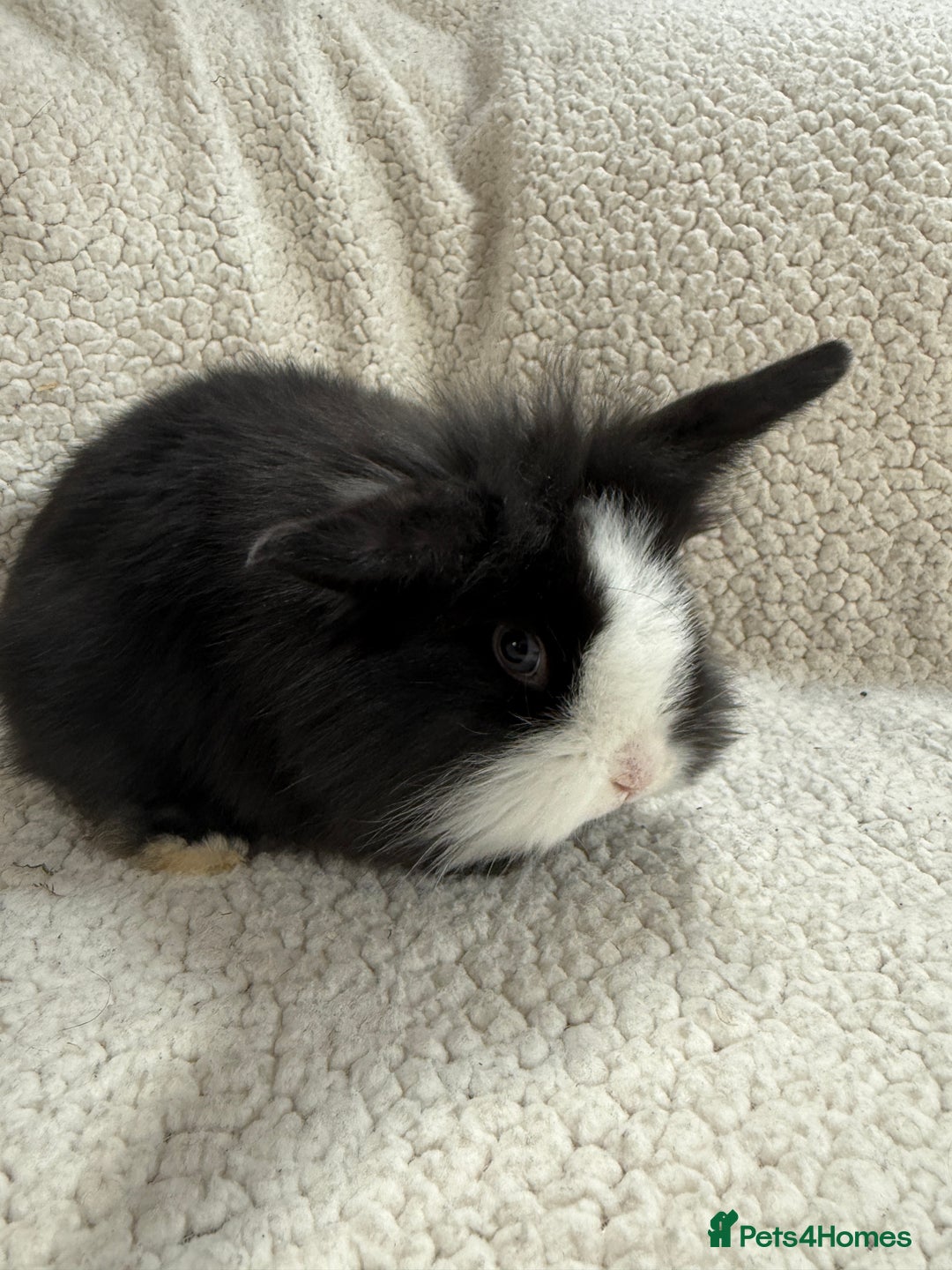 Angora rabbits for sale: Angora mix buck - Advert 1