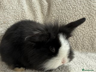 Angora rabbits Angora mix buck - Advert 1