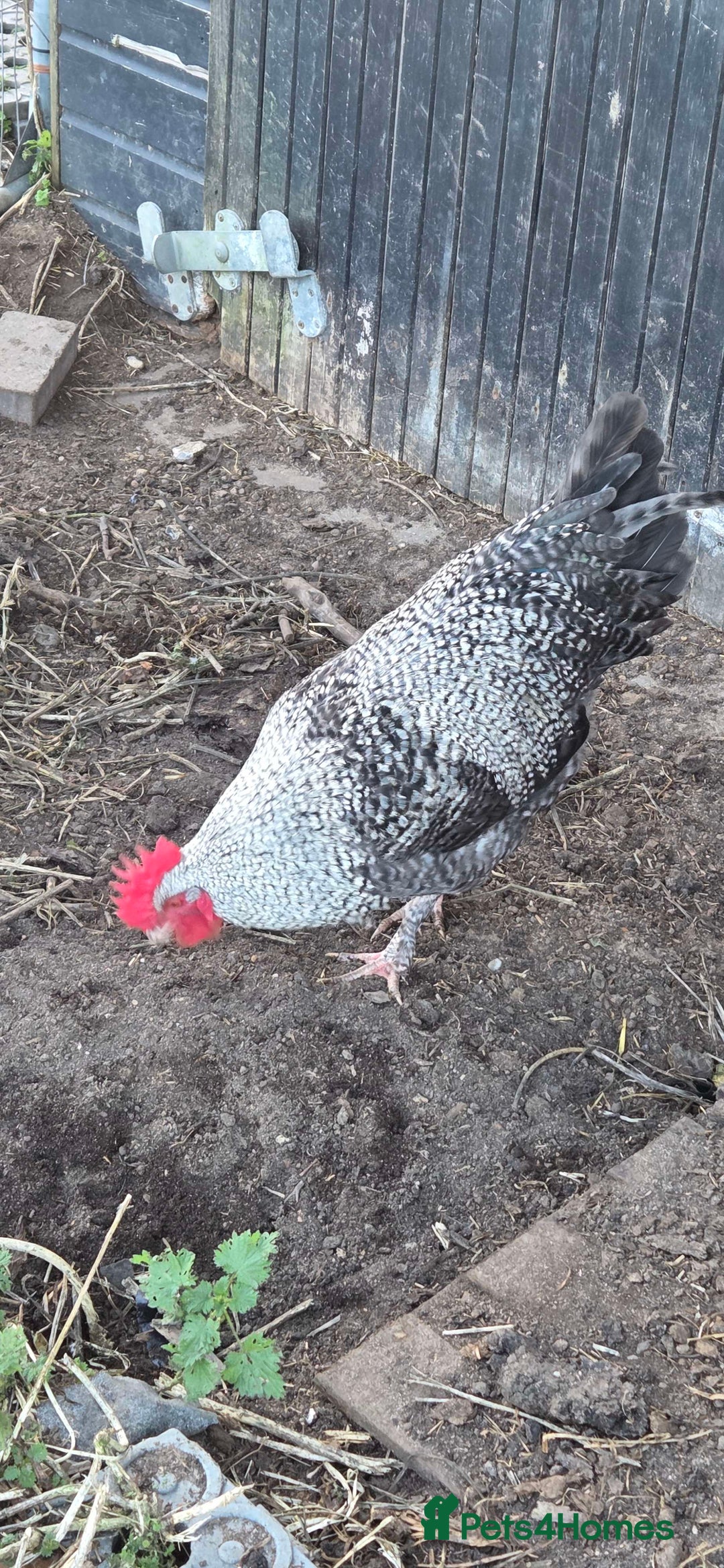Chickens poultry for sale: Roosters for sale-East Ipswich in Ipswich  - Advert 2