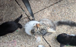 Persian cats for sale: Kitten for adoption free  - Image 8