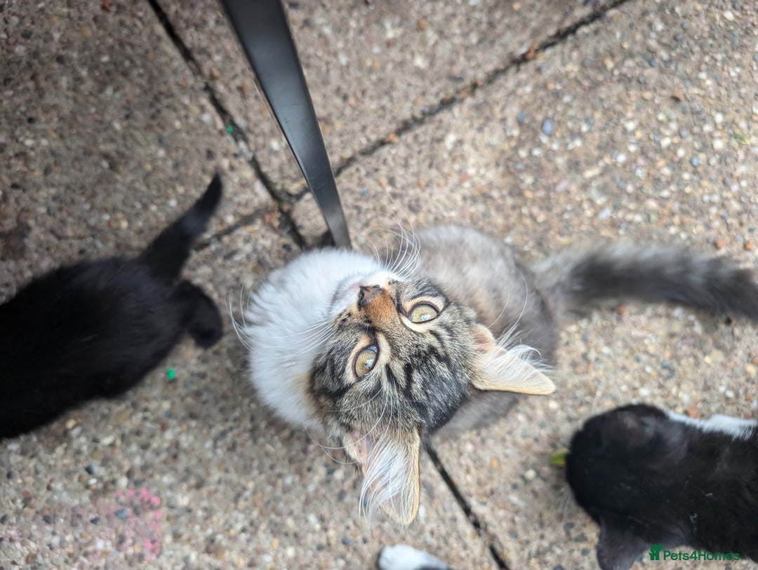 Persian cats for sale: Kitten for adoption free  - Image 8