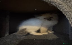 Ragdoll cats for sale: Ragdoll kittens for sale in Romford - Image 19