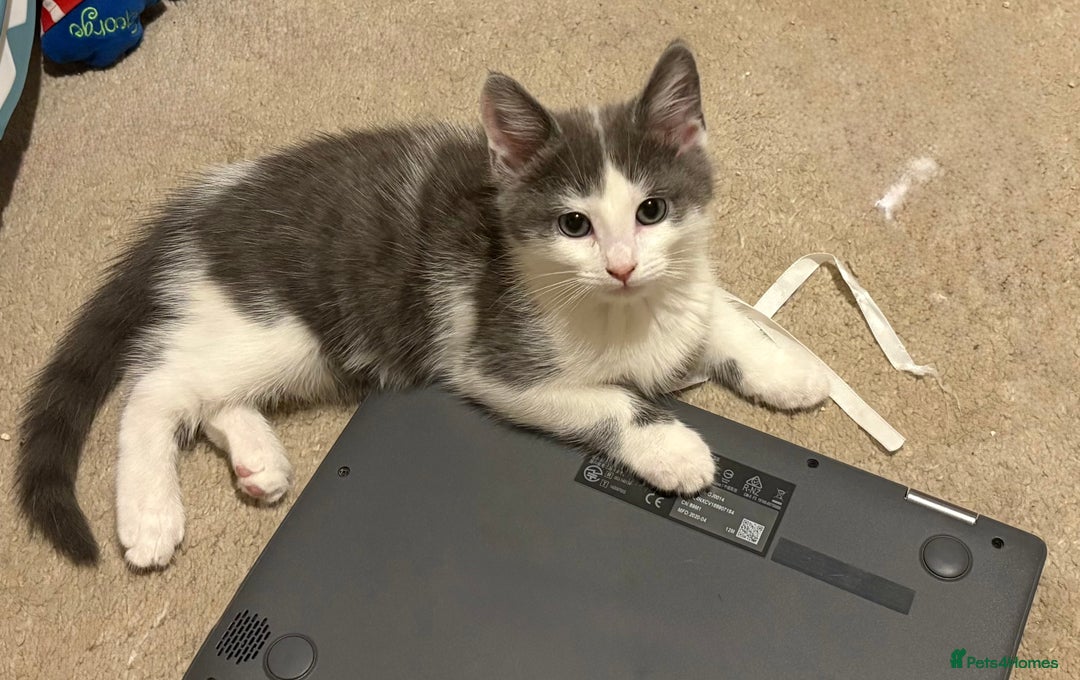 Mixed Breed cats for sale: 4 cheeky kittens ready for their new homes  - Image 4