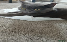 British Shorthair cats for sale: British shorthair NEEDS TO GO AS SOON AS POSSIBLE - Image 4