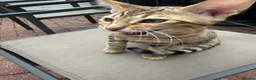 Bengal cats for sale: Bengal kittens  - Advert 16