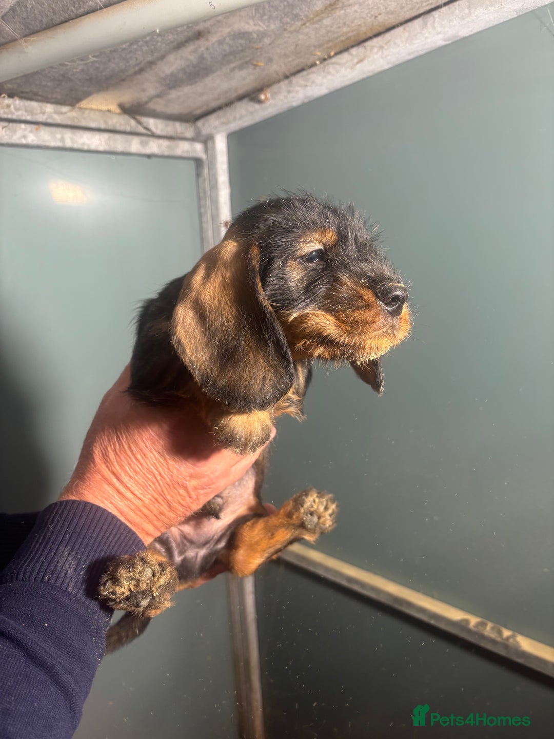 Dachshund dogs for sale: Working Teckel Pups for sale - Advert 3