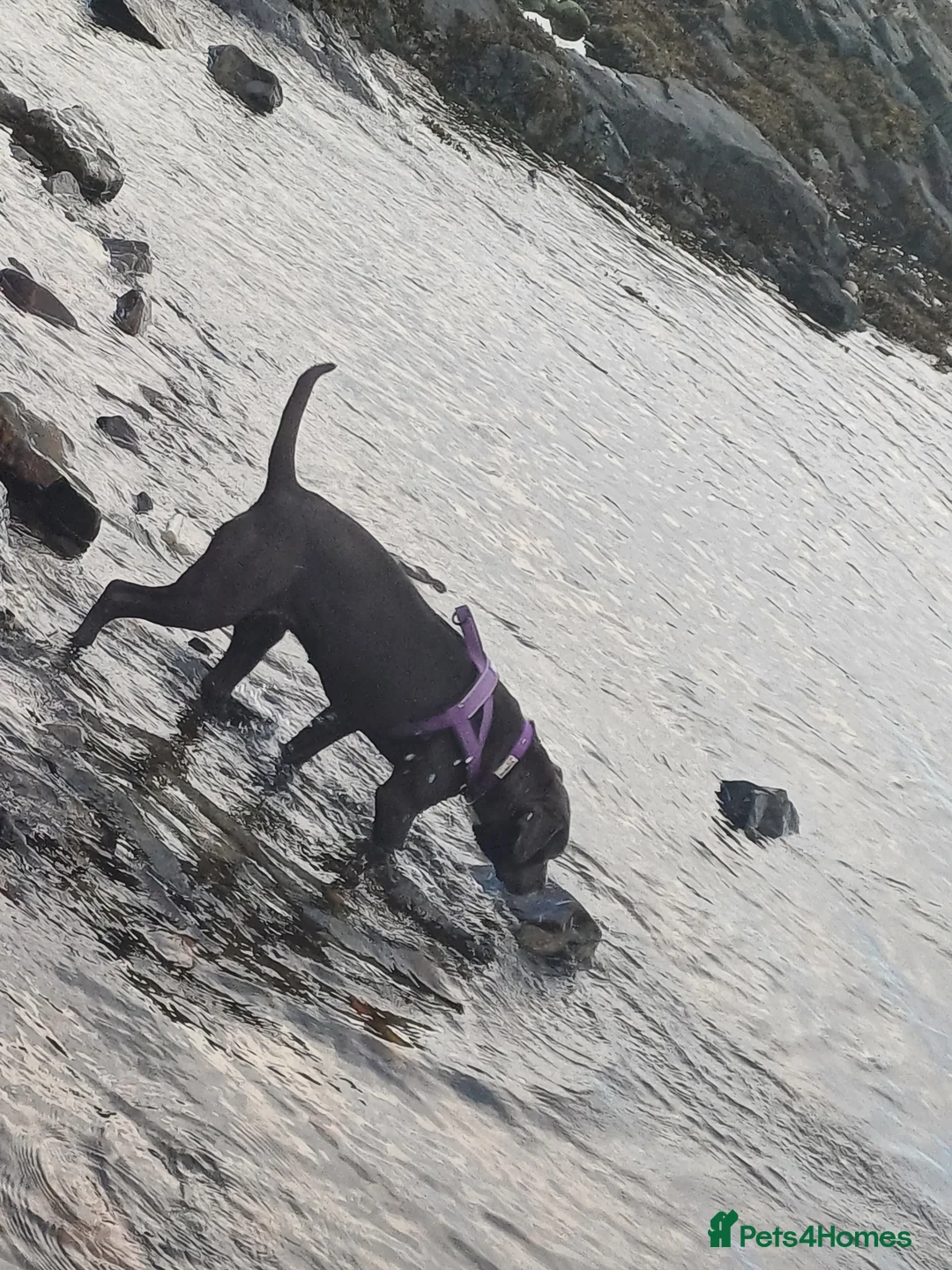 Staffordshire Bull Terrier dogs for sale: Staffordshire terrier  - Advert 8