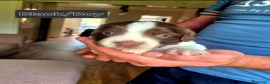 English Springer Spaniel 5