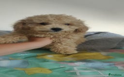 Maltipoo dogs for sale: Beautiful maltipoo puppys - Image 9